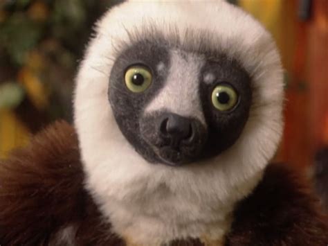 Nov 13, 2014 · 'Zoboomafoo' lemur Jovian has died at age 20. Jovian, who was born in 2004, was selected to join the Zoboomafoo show in 1997 along with his parents Nigel and Flavia. “You can probably see all ... 
